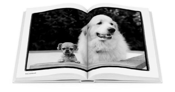 Compawssion: Portraits Of Rescued Dogs