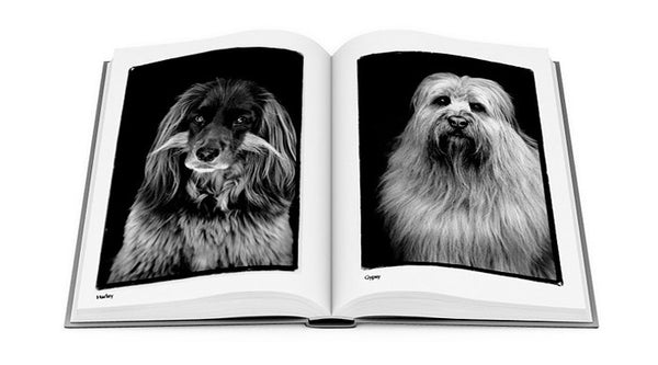 Compawssion: Portraits Of Rescued Dogs - Special Edition
