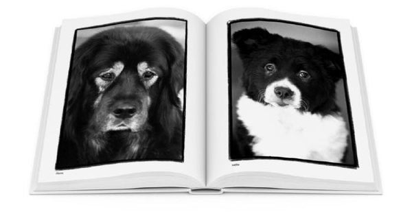 Compawssion: Portraits Of Rescued Dogs