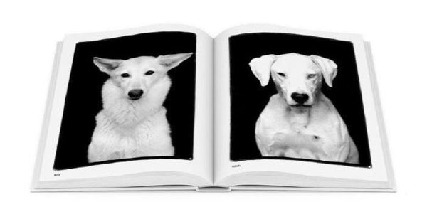 Compawssion: Portraits Of Rescued Dogs